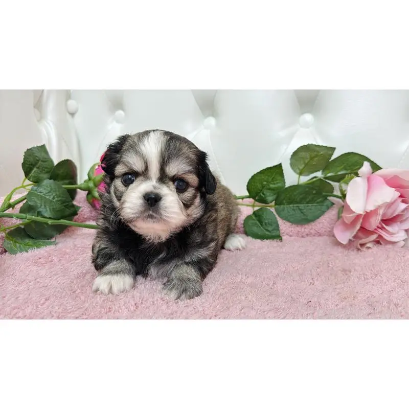 販売中の埼玉県のミックス犬-453807の6枚目