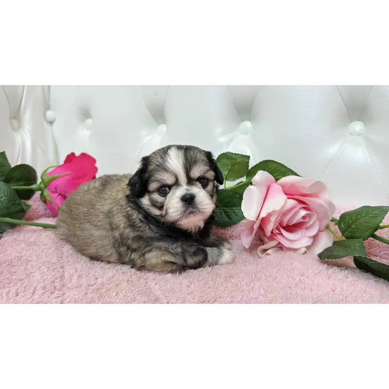 販売中の埼玉県のミックス犬-453807の5枚目