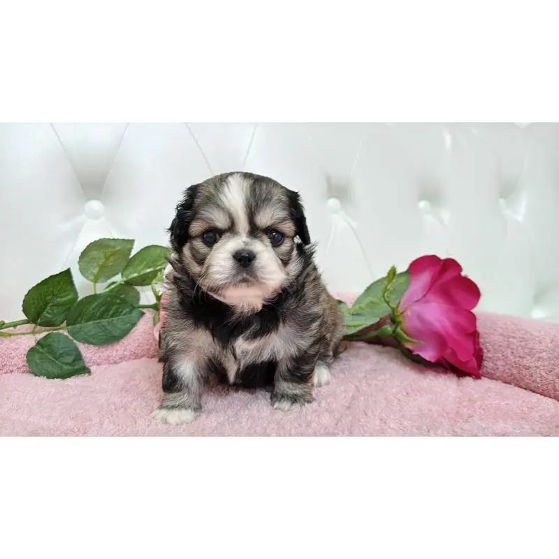 販売中の埼玉県のミックス犬-453807の4枚目