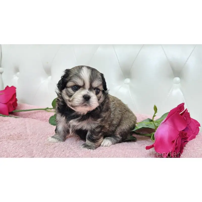 販売中の埼玉県のミックス犬-453807の3枚目