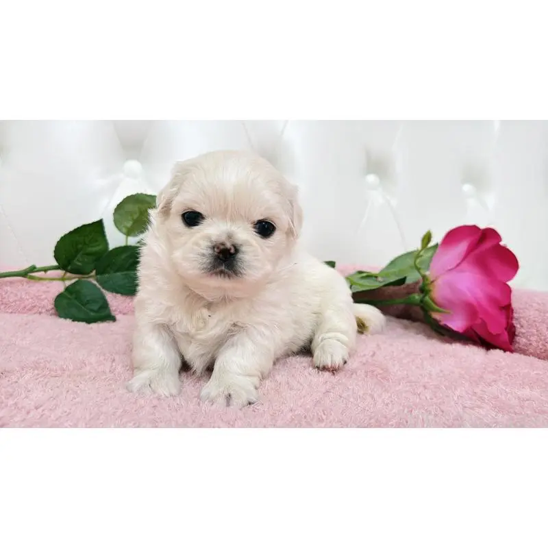 販売中の埼玉県のミックス犬-453810の11枚目