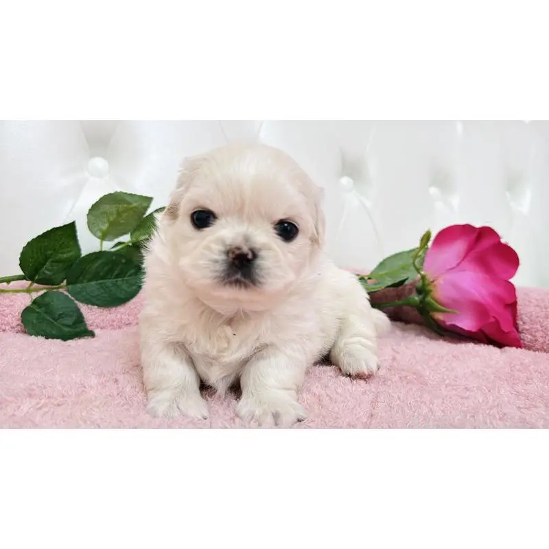 販売中の埼玉県のミックス犬-453810の10枚目