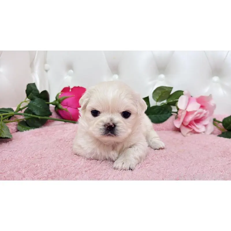 販売中の埼玉県のミックス犬-453810の9枚目