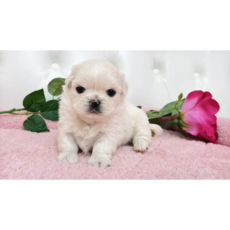 販売中の埼玉県のミックス犬-453810の8枚目