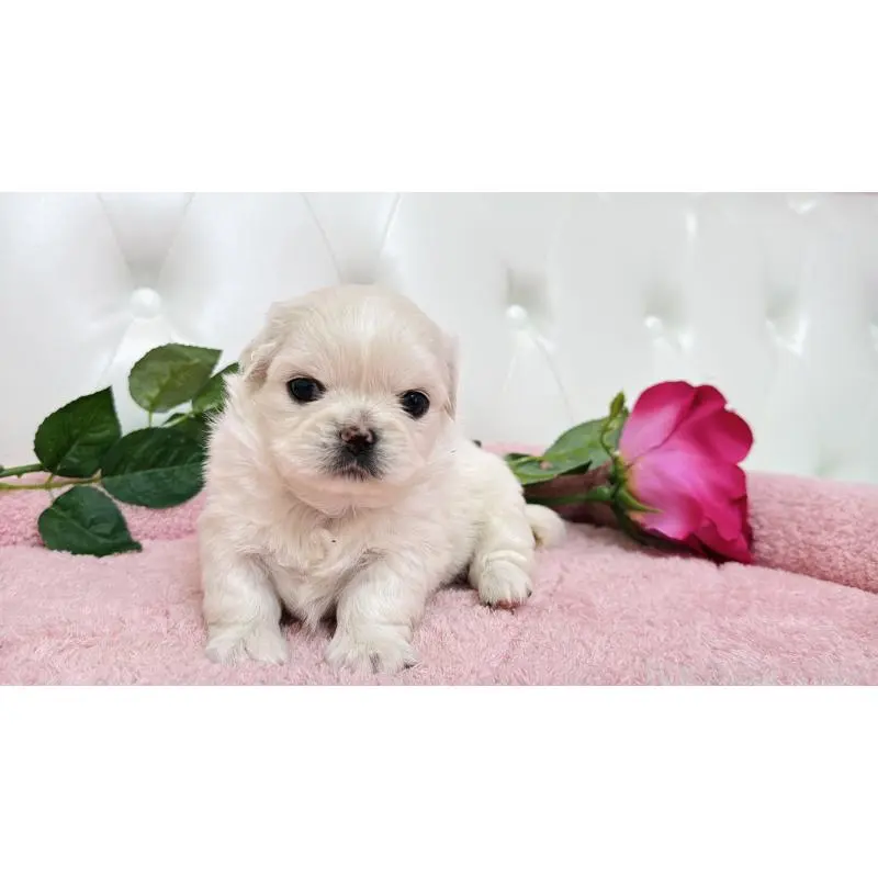 販売中の埼玉県のミックス犬-453810の7枚目