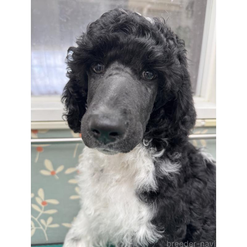 販売中の千葉県のスタンダードプードル-443223