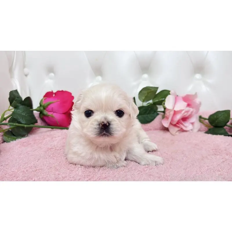 販売中の埼玉県のミックス犬-453810の6枚目