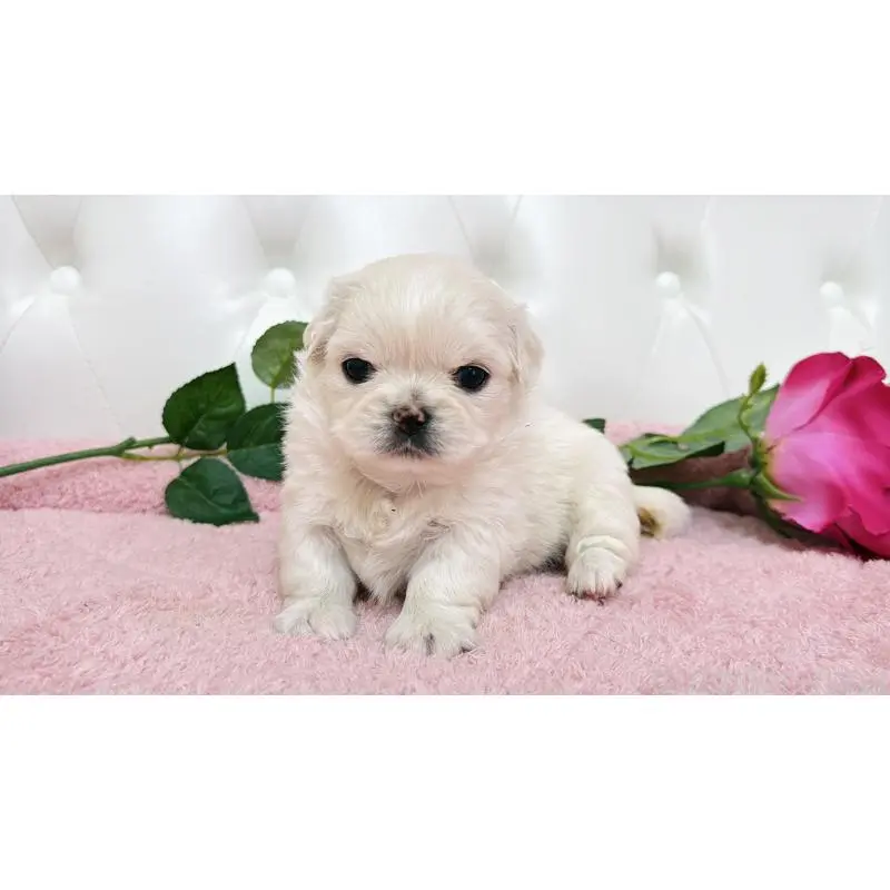 販売中の埼玉県のミックス犬-453810の5枚目