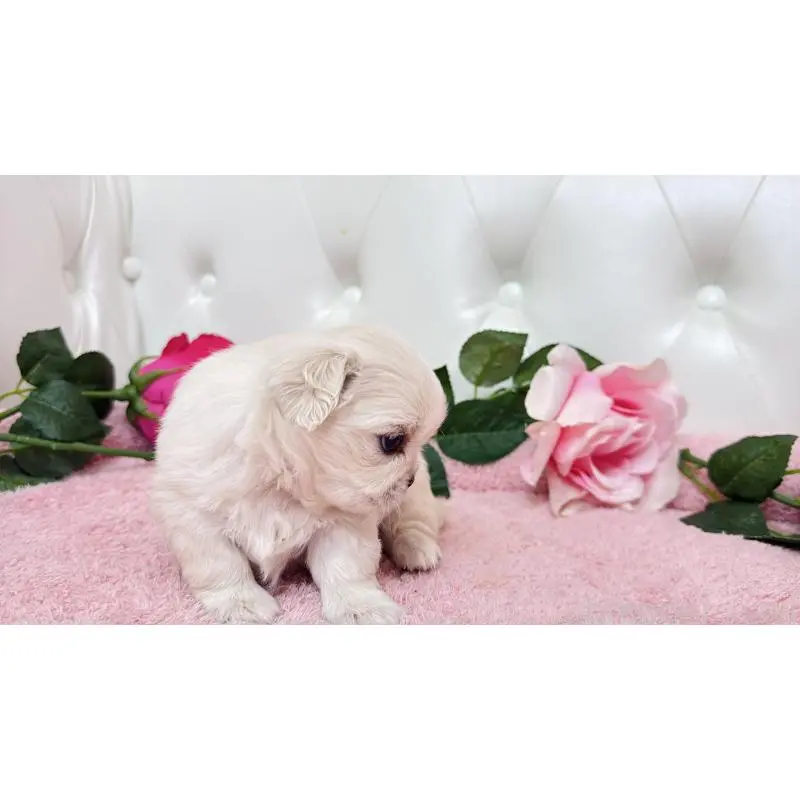 販売中の埼玉県のミックス犬-453810の4枚目