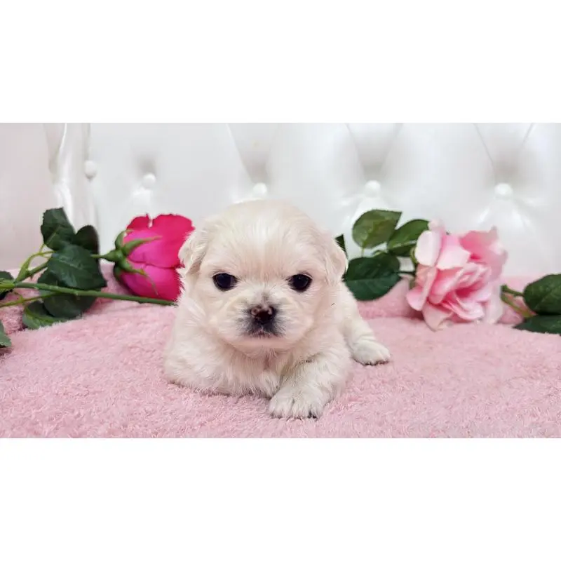 販売中の埼玉県のミックス犬-453810の3枚目