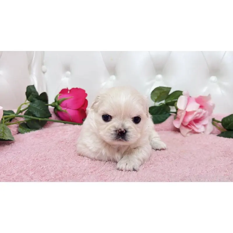 販売中の埼玉県のミックス犬-453810の2枚目