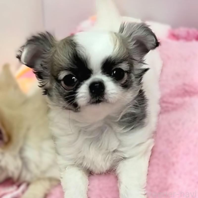 販売中の神奈川県のチワワ(ロングコート)-443340