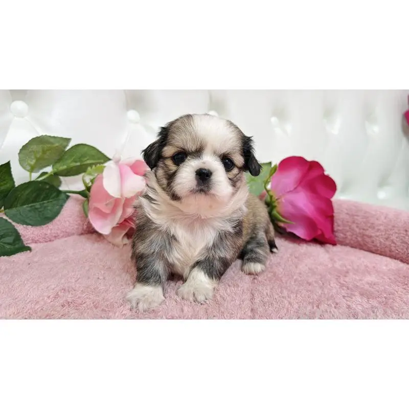 販売中の埼玉県のミックス犬-453808の10枚目