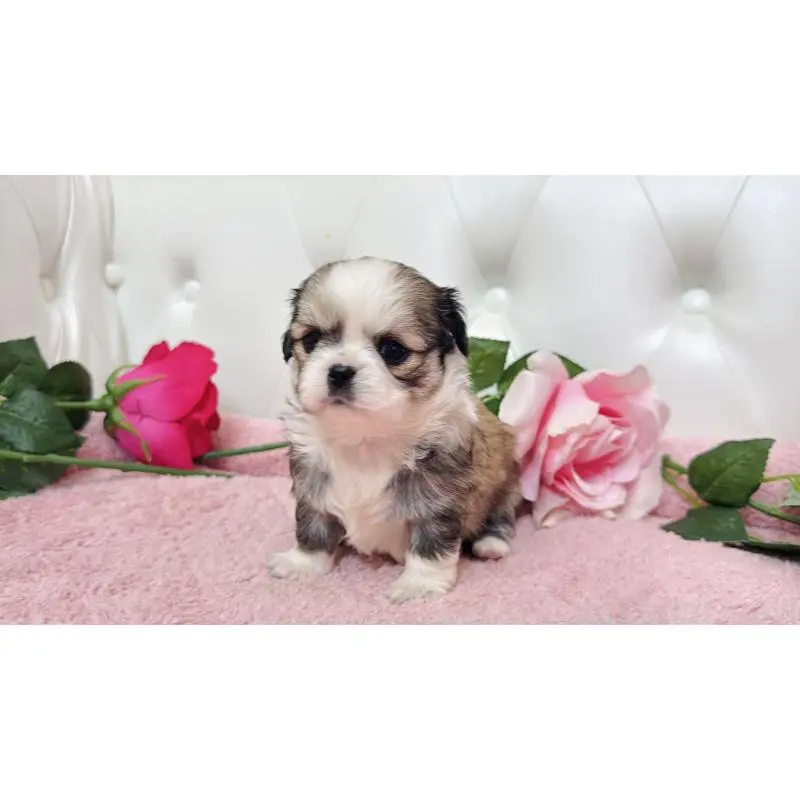 販売中の埼玉県のミックス犬-453808の9枚目