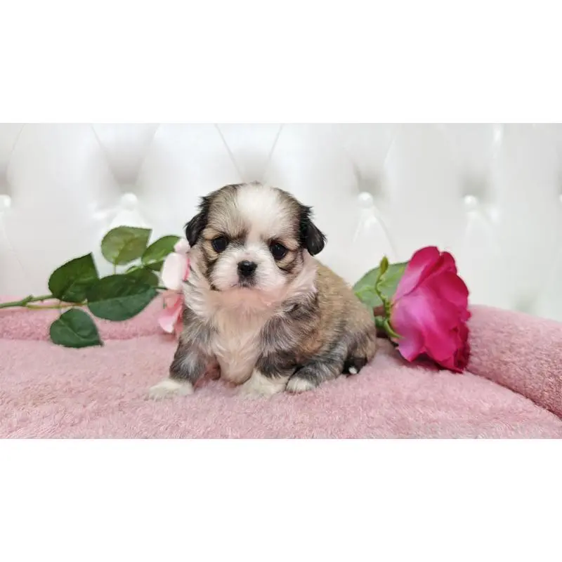 販売中の埼玉県のミックス犬-453808の8枚目