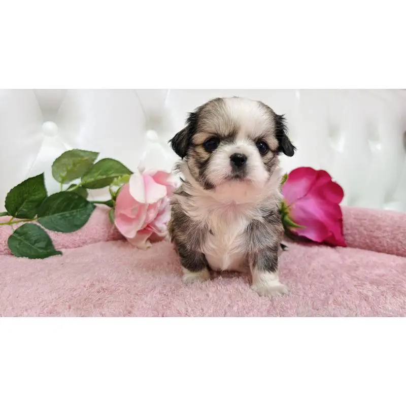 販売中の埼玉県のミックス犬-453808の7枚目