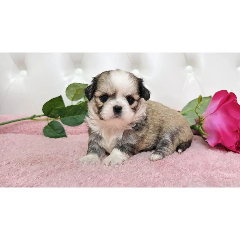 販売中の埼玉県のミックス犬-453808の6枚目