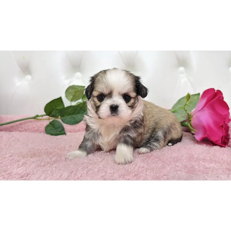 販売中の埼玉県のミックス犬-453808の4枚目