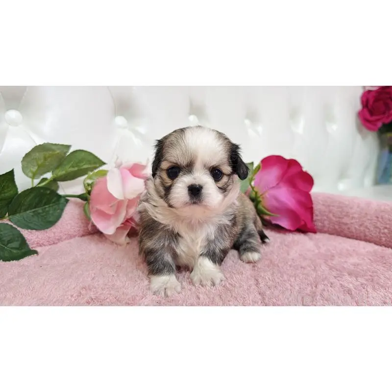 販売中の埼玉県のミックス犬-453808の3枚目