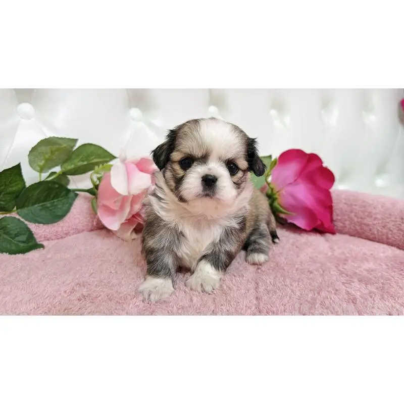 販売中の埼玉県のミックス犬-453808の2枚目