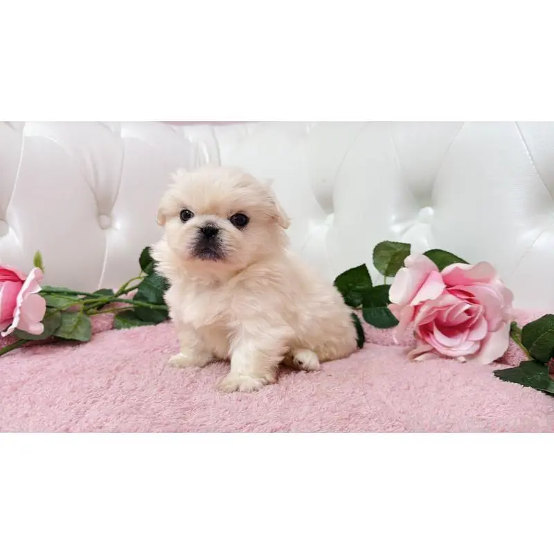 販売中の埼玉県のペキニーズ-453811の10枚目