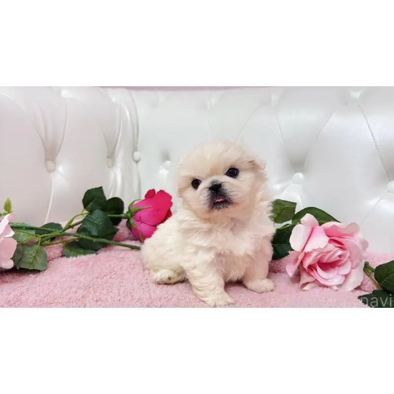 販売中の埼玉県のペキニーズ-453811の9枚目