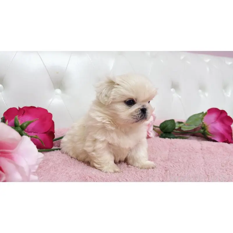 販売中の埼玉県のペキニーズ-453811の8枚目