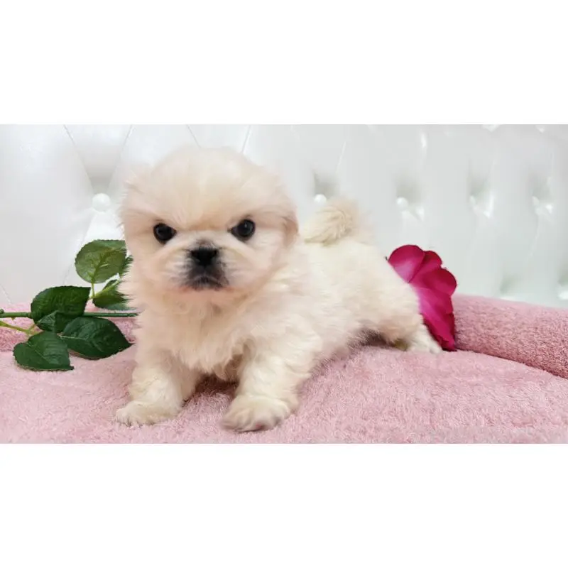 販売中の埼玉県のペキニーズ-453811の7枚目