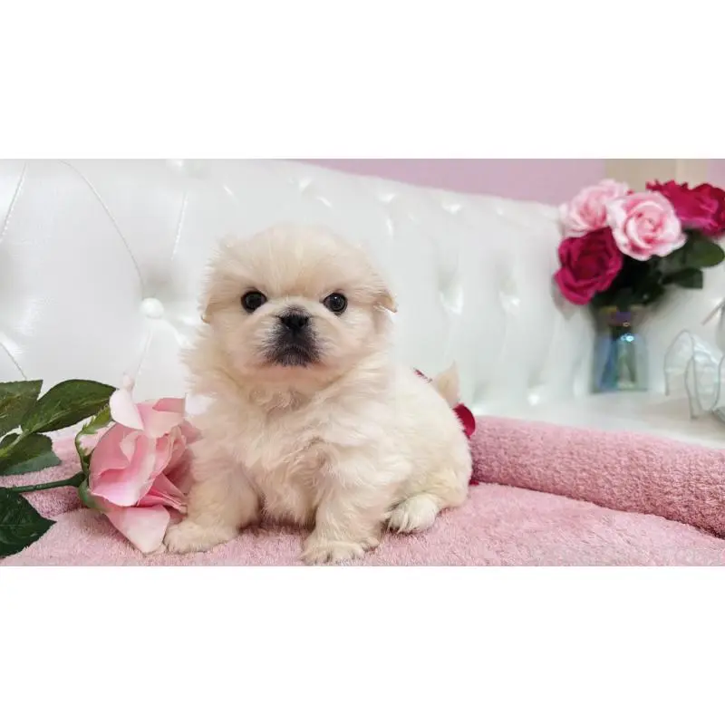 販売中の埼玉県のペキニーズ-453811の6枚目