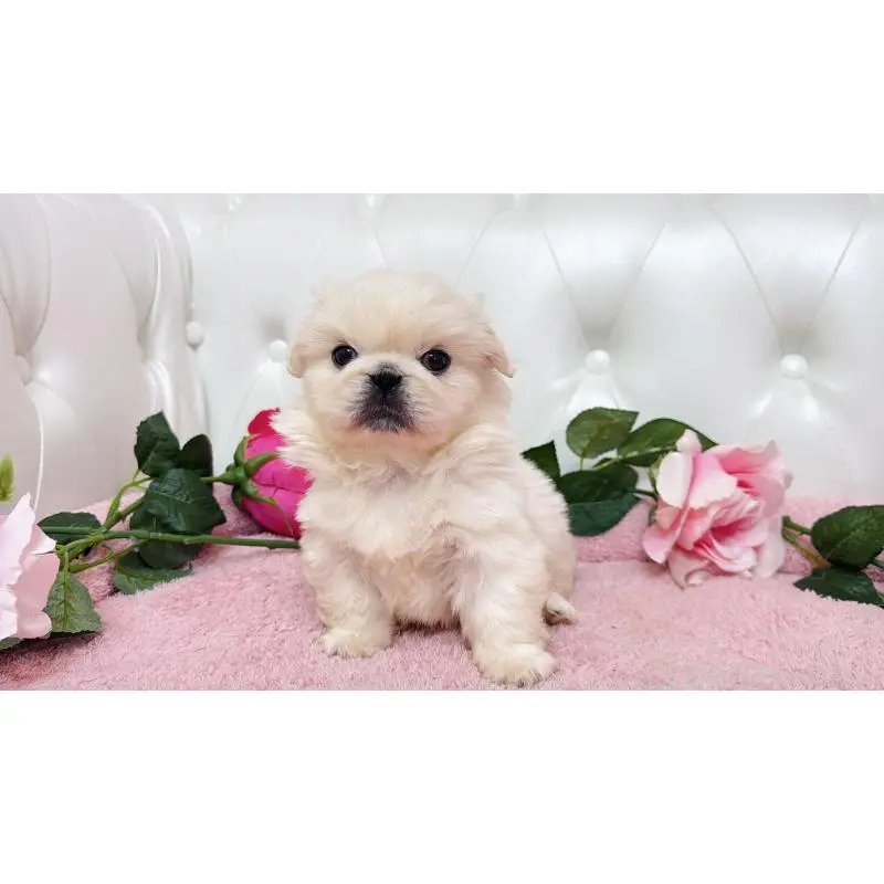 販売中の埼玉県のペキニーズ-453811の5枚目