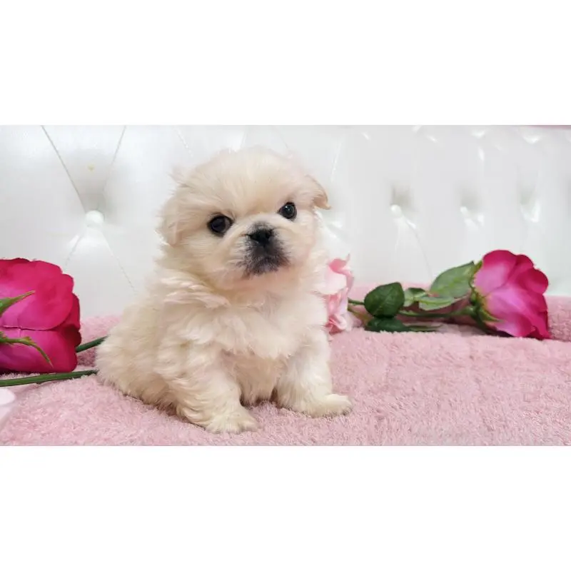 販売中の埼玉県のペキニーズ-453811の3枚目