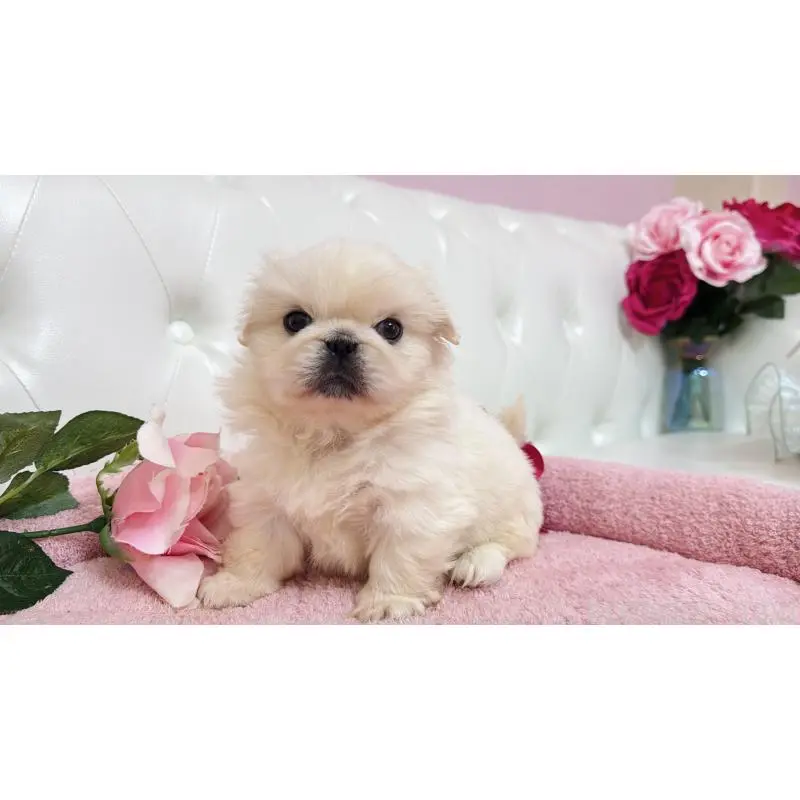 販売中の埼玉県のペキニーズ-453811の2枚目