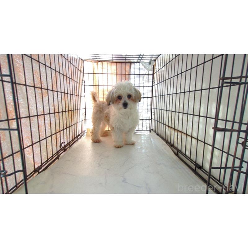 販売中の茨城県のチワマル:チワワ×マルチーズ-453901の6枚目