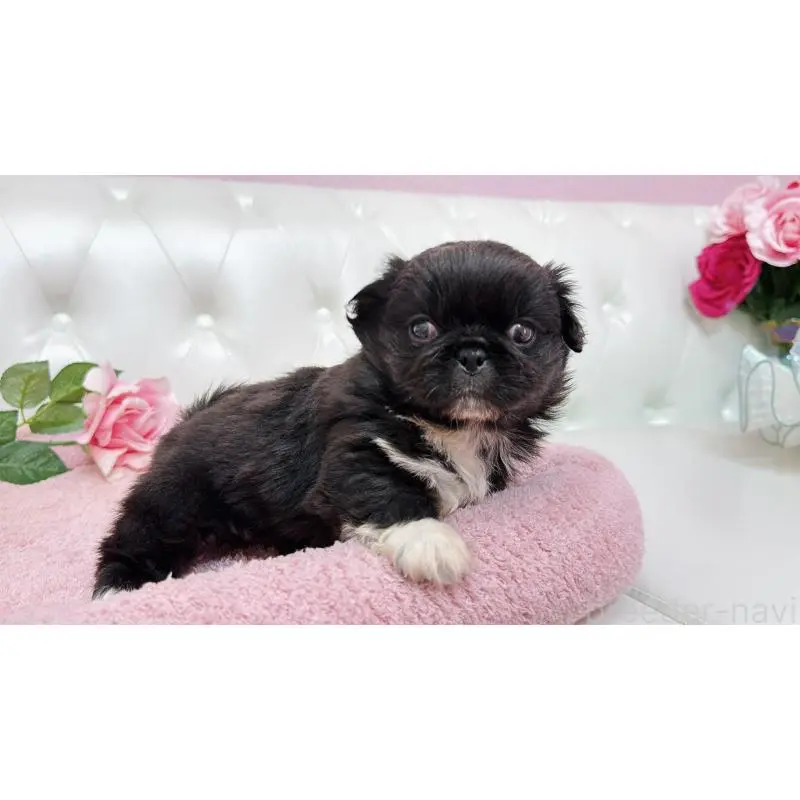 販売中の埼玉県のペキニーズ-453812の11枚目