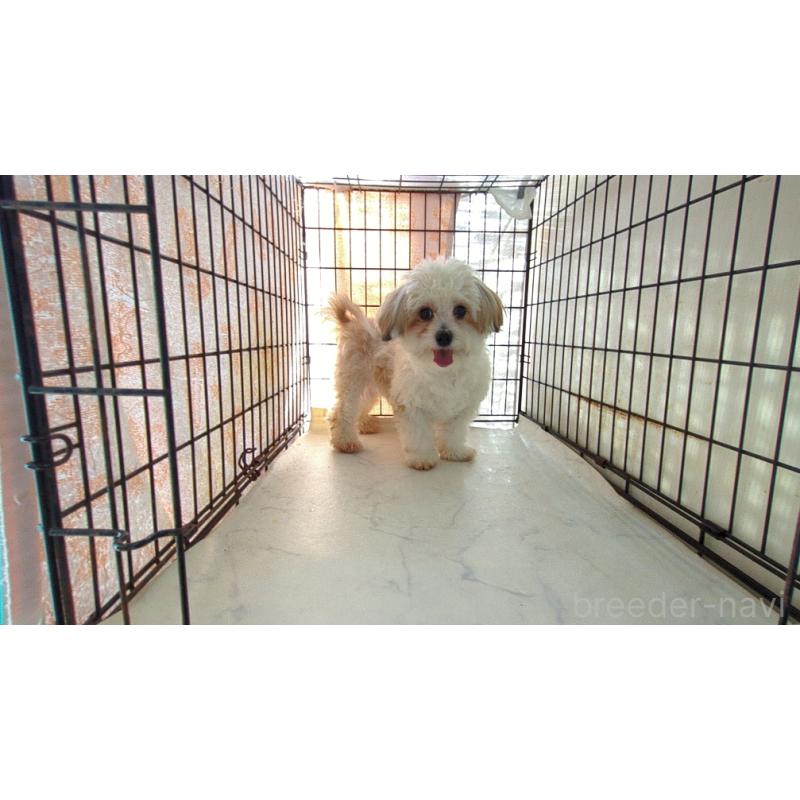 販売中の茨城県のチワマル:チワワ×マルチーズ-453901の4枚目