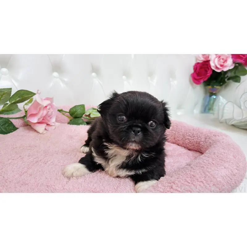 販売中の埼玉県のペキニーズ-453812の10枚目