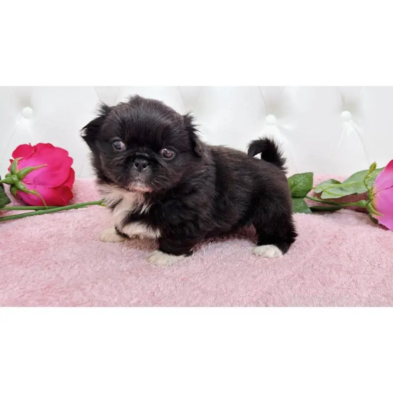 販売中の埼玉県のペキニーズ-453812の9枚目