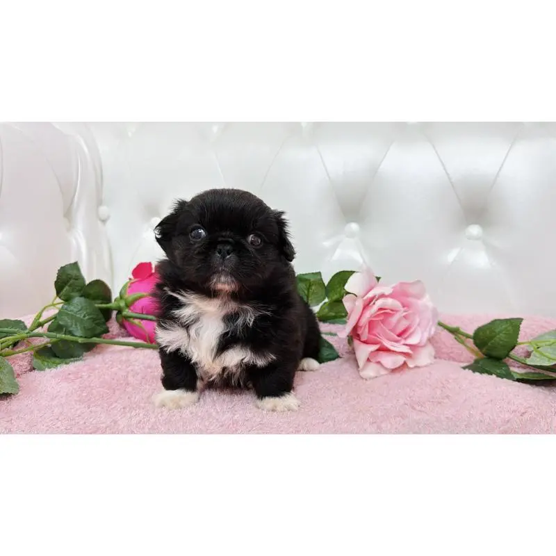 販売中の埼玉県のペキニーズ-453812の8枚目