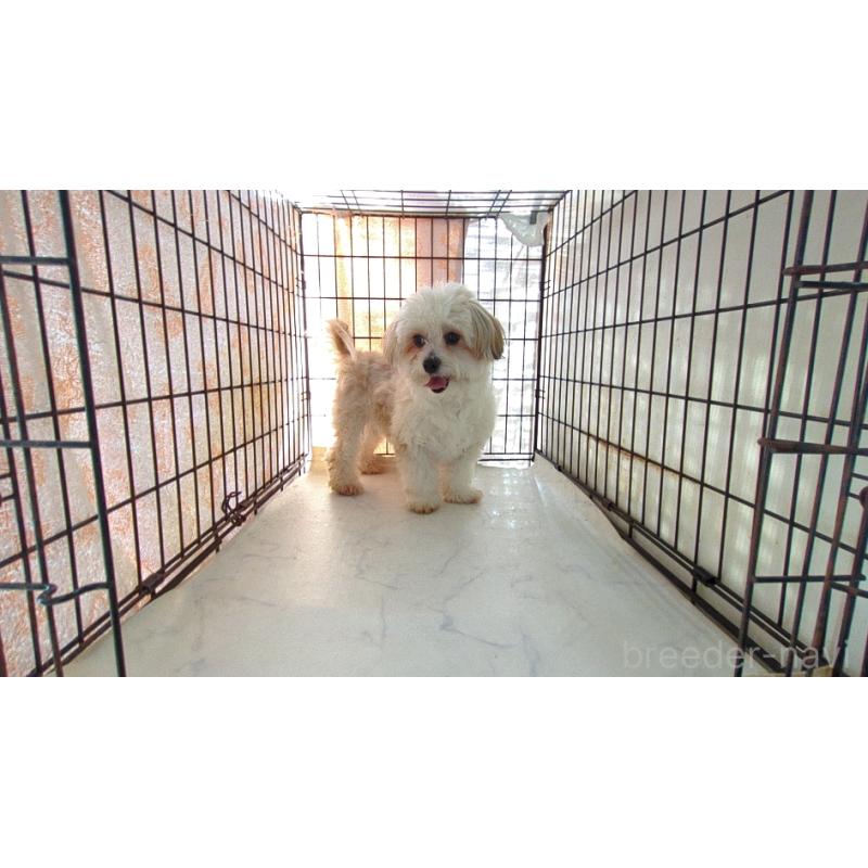 販売中の茨城県のチワマル:チワワ×マルチーズ-453901の2枚目