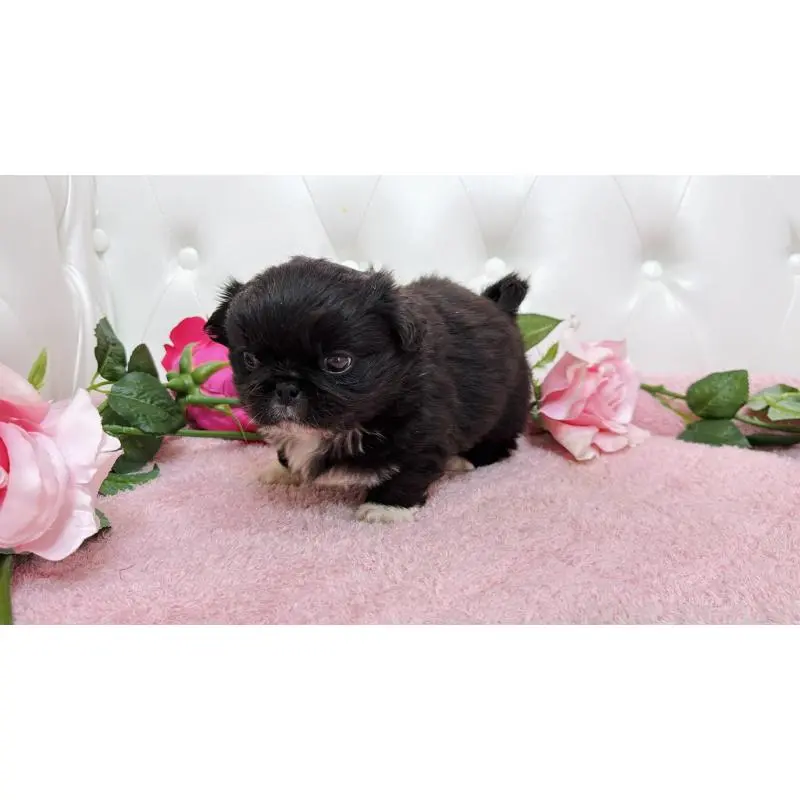 販売中の埼玉県のペキニーズ-453812の7枚目