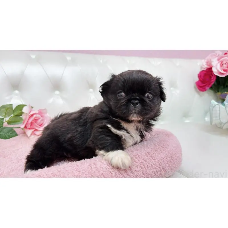 販売中の埼玉県のペキニーズ-453812の6枚目