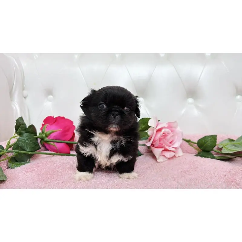 販売中の埼玉県のペキニーズ-453812の5枚目