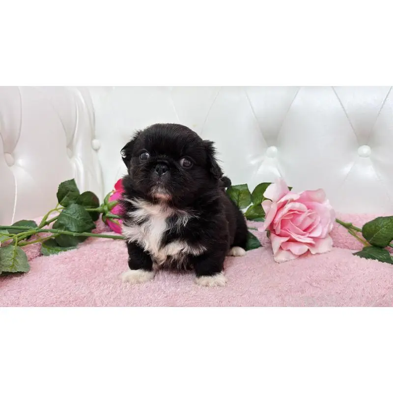 販売中の埼玉県のペキニーズ-453812の4枚目