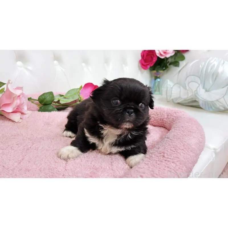 販売中の埼玉県のペキニーズ-453812の2枚目