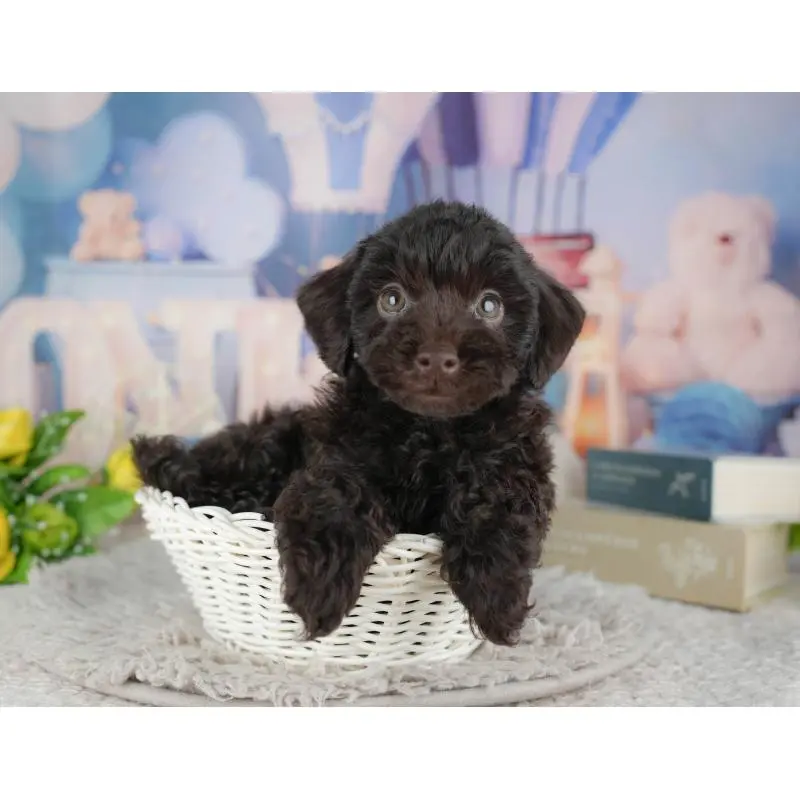 販売中の茨城県のトイプードル-454097の13枚目