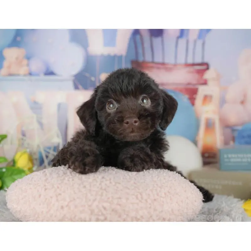 販売中の茨城県のトイプードル-454097の12枚目