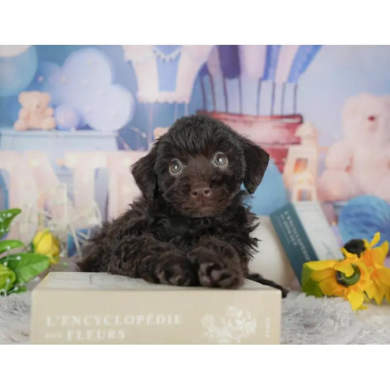 販売中の茨城県のトイプードル-454097の11枚目