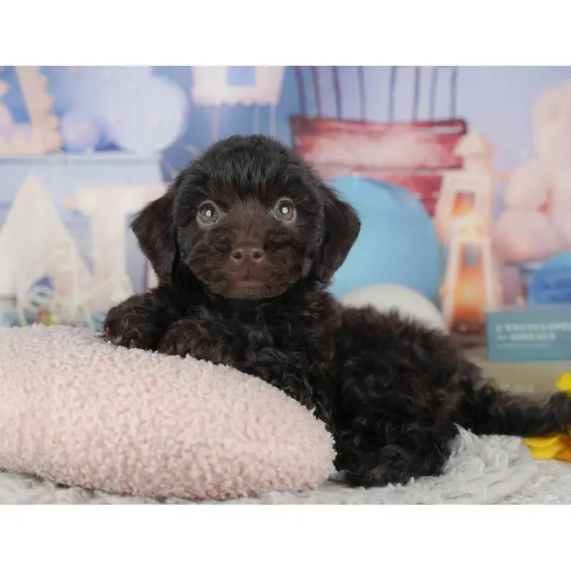 販売中の茨城県のトイプードル-454097の9枚目