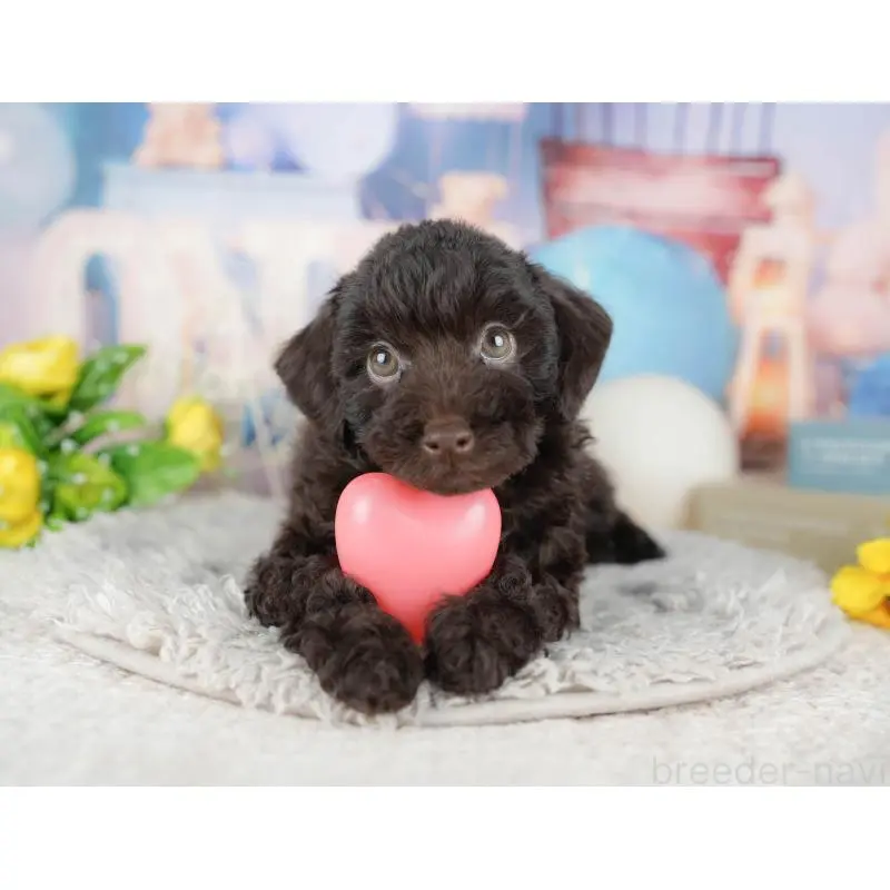 販売中の茨城県のトイプードル-454097の8枚目