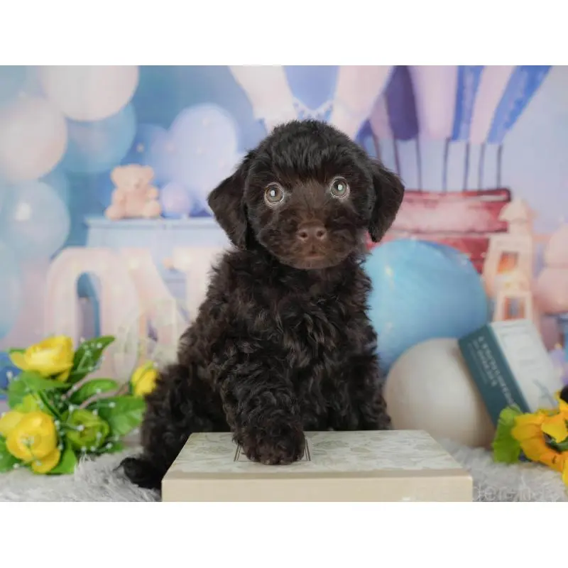 販売中の茨城県のトイプードル-454097の7枚目